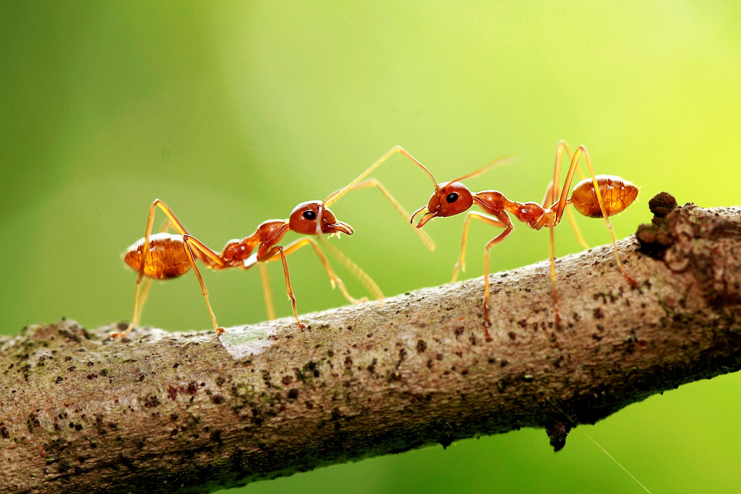 Government Staffing Cuts Have Fueled an Ant-Smuggling Boom
