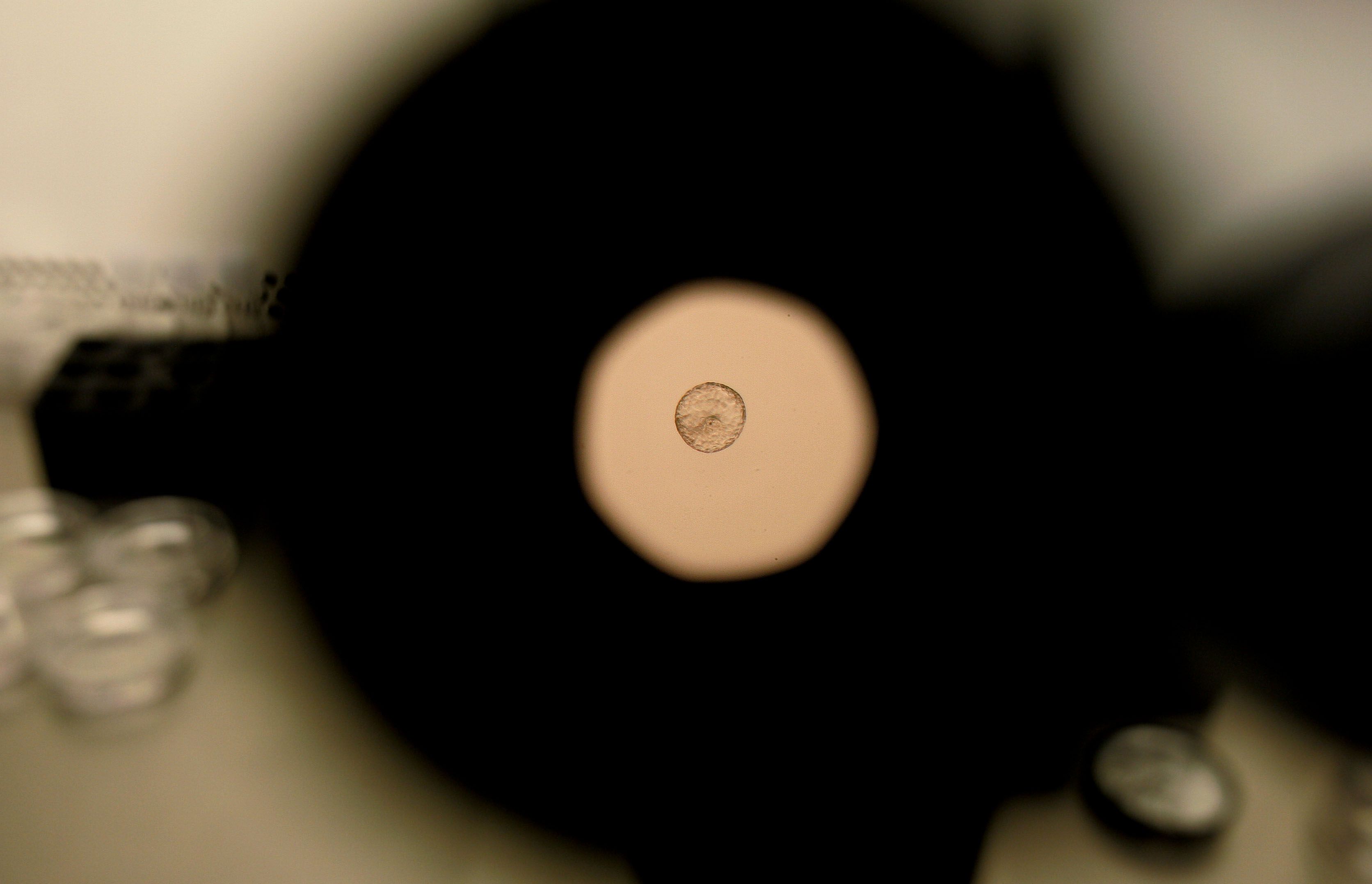 Scientists Just Caught Human Embryo Implantation on Camera