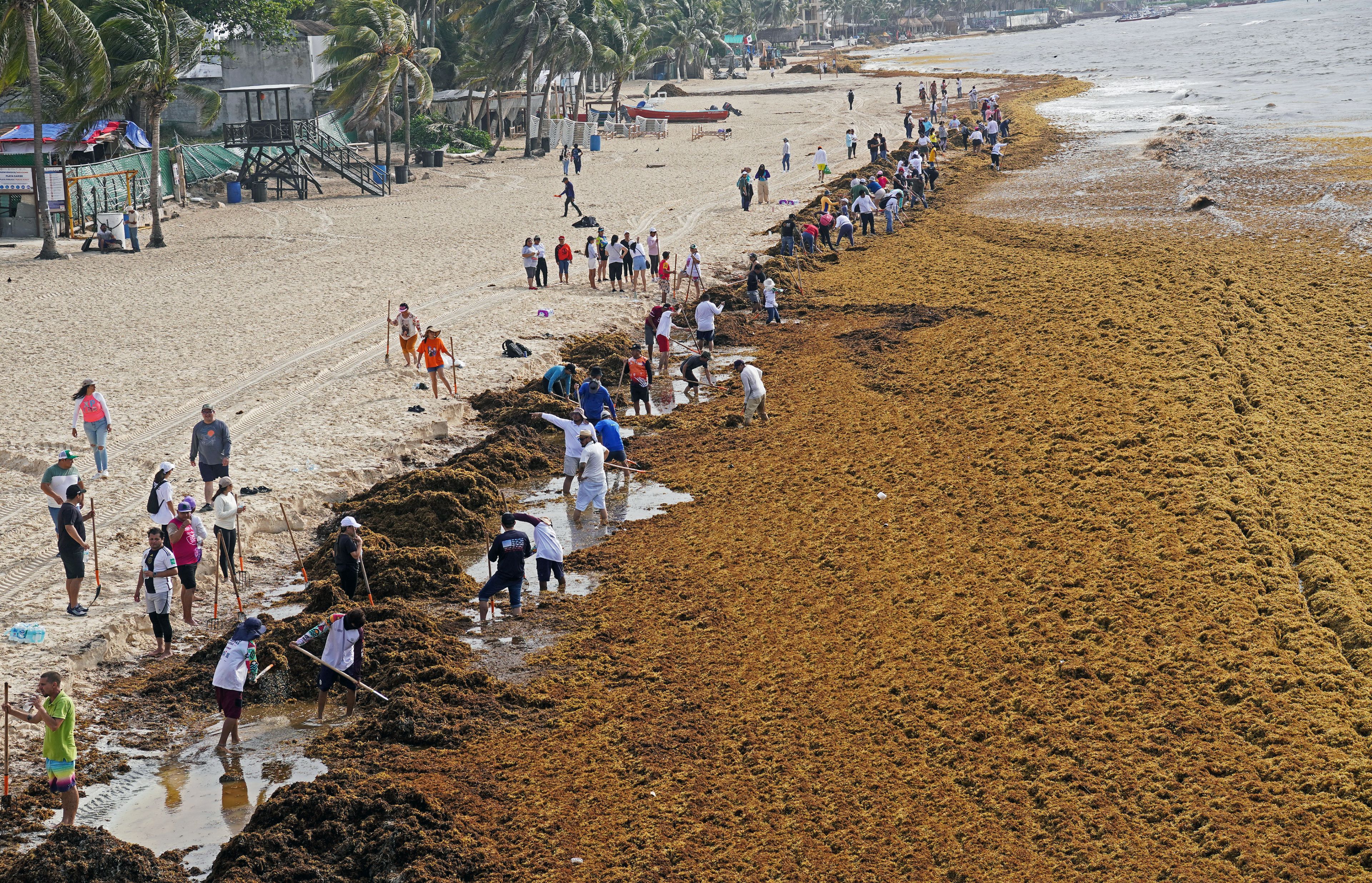 The Plan to Turn the Caribbean’s Glut of Sargassum Into Biofuel